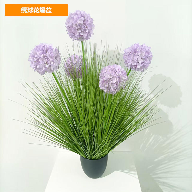 Hortensias en pleine floraison