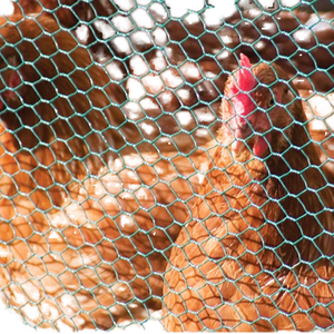 Alambre de pollo hexagonal recubierto de PE recubierto de PVC con agujero pequeño, red hexagonal para aves de corral de 1/2 pulgadas y 3/4 pulgadas - Product Image 1