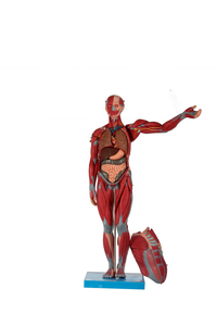 GD/A11301/1 General Doctor Human Muscles Medical Science Medical Anatomical Model with Internal Organs - Product Image 2
