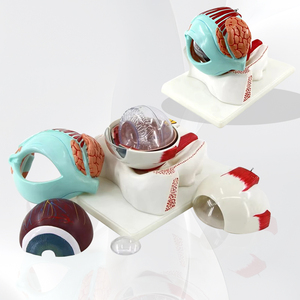 PVC insan göz yörünge modeli biyoloji eğitim modeli - Product Image 1