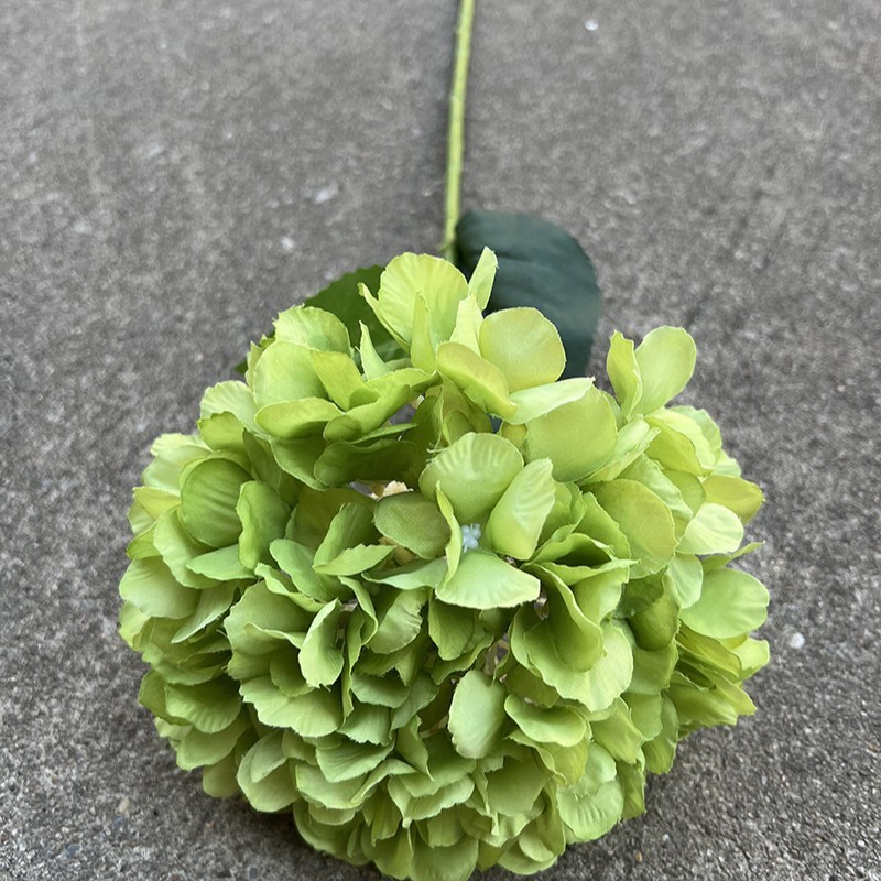 Grand hortensia français à une tête-vert