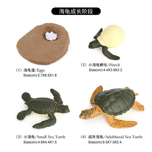 2424 Cycle de vie de la tortue de mer