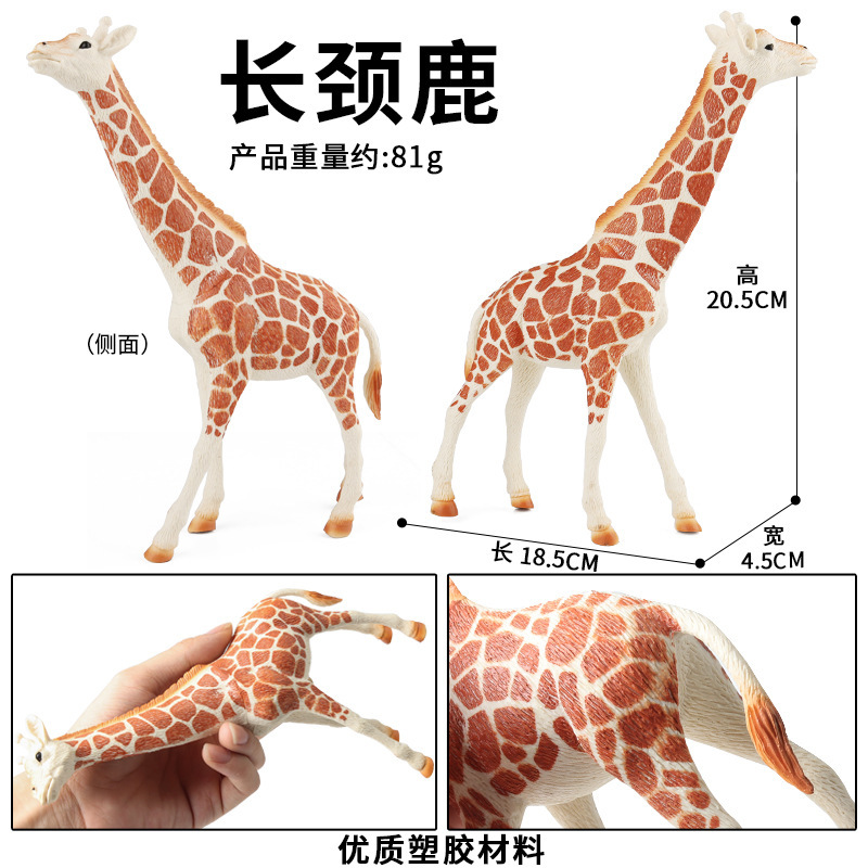 Giraffa cava HFM