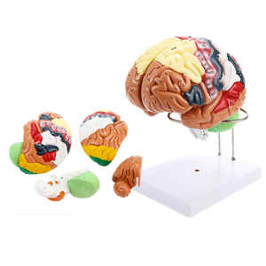 三维医学教学模型人体解剖脑模型展示 - Product Image 2