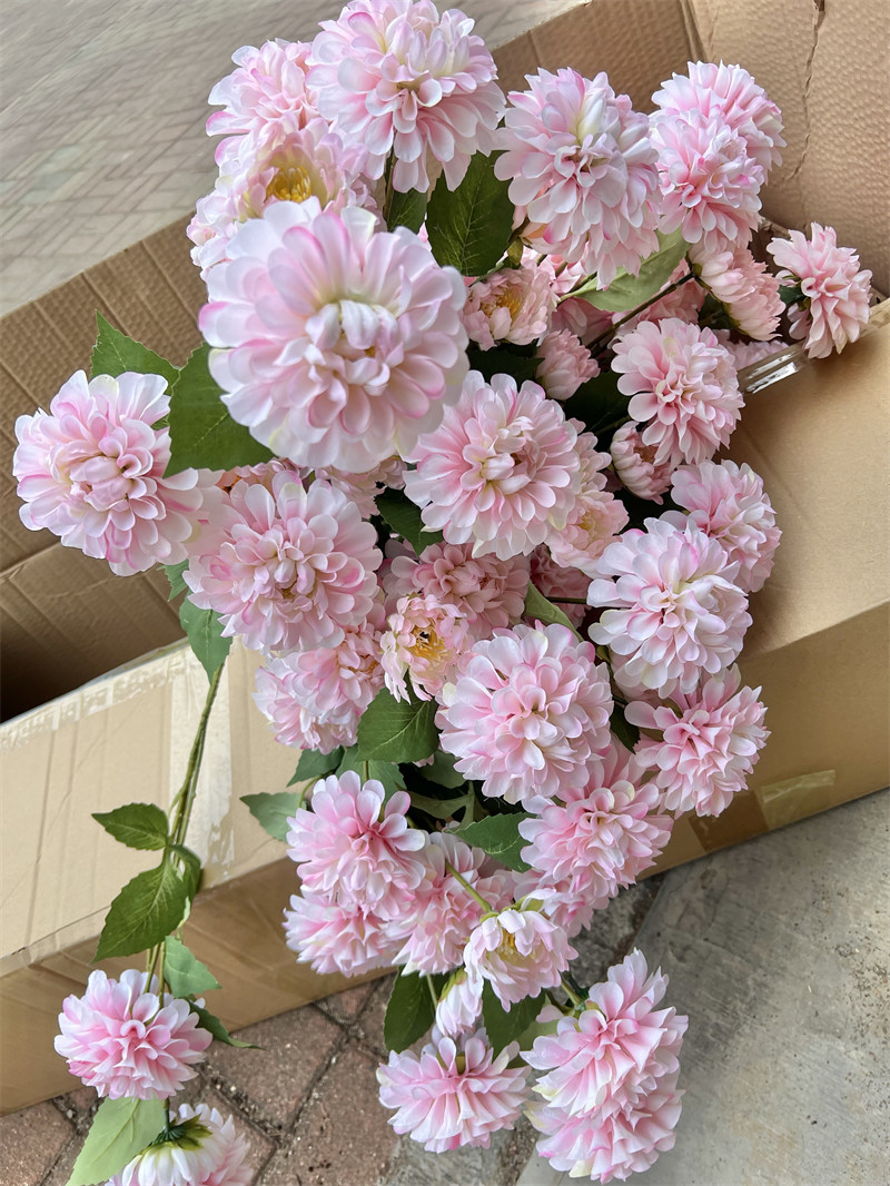 Fleurs de Dahlia rose blush
