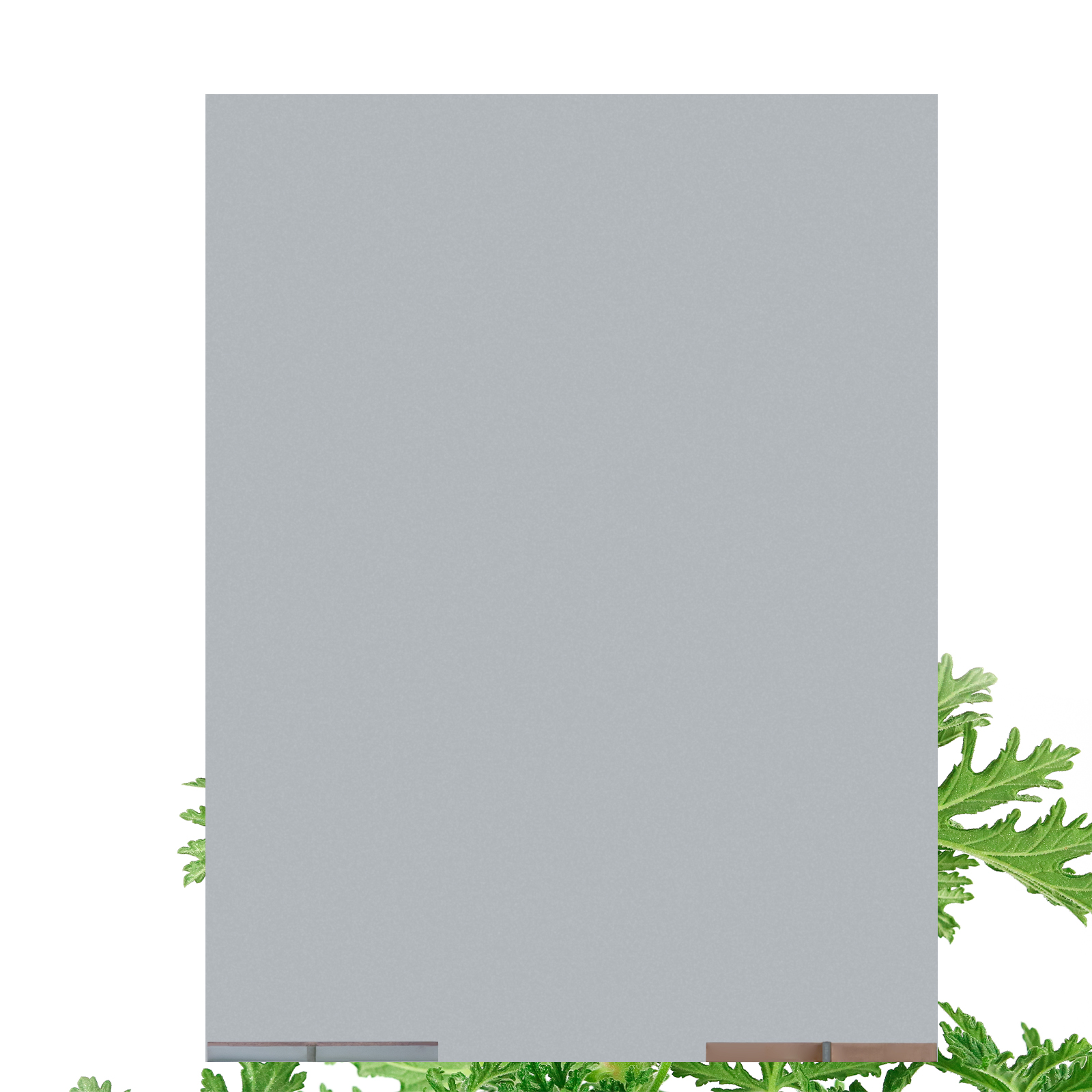 Gris