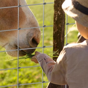 Trellis cố định hôn dệt mạ kẽm cao độ bền kéo dây hàng rào bền dê hàng rào lý tưởng cho trang trại và bảo vệ lĩnh vực - Product Image 2