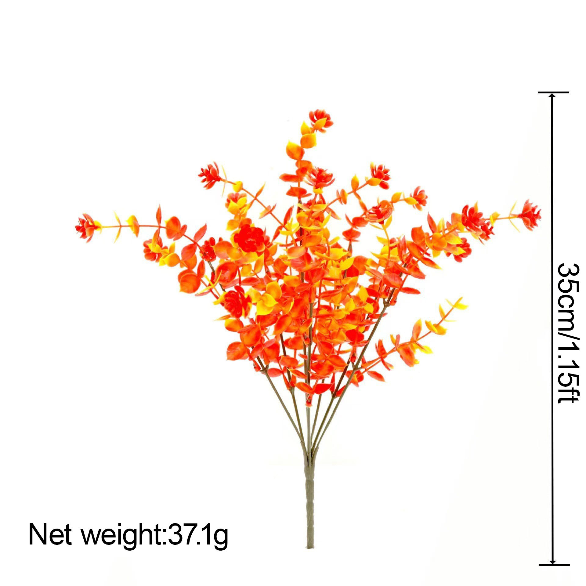 Coucher de soleil camélia eucalyptus