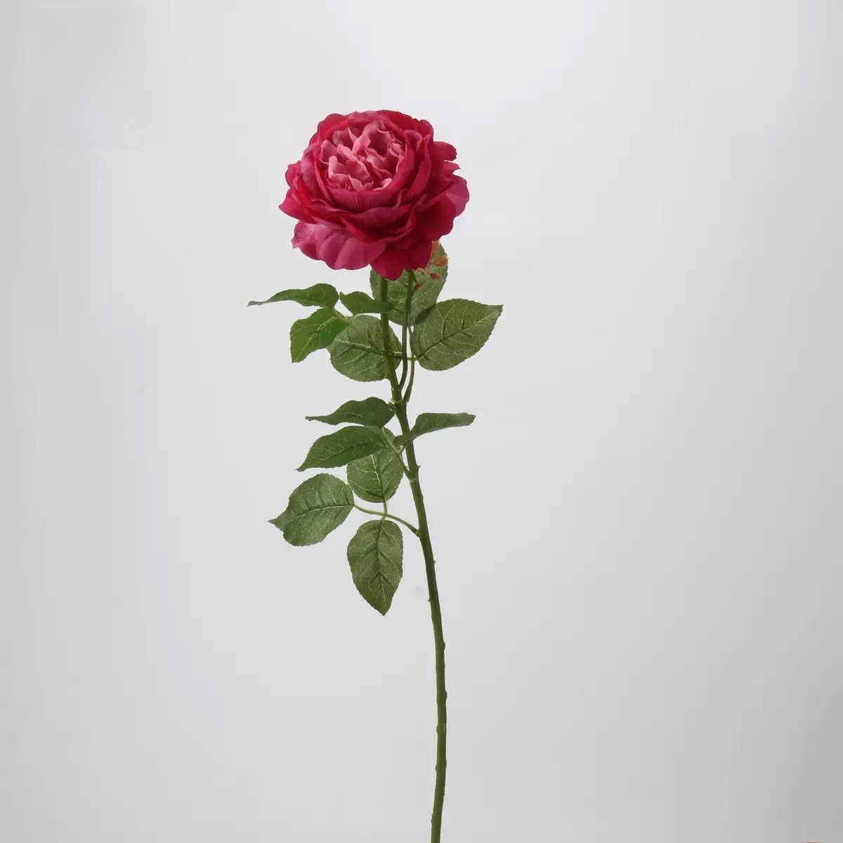 Lilian Rose (Rose rouge)