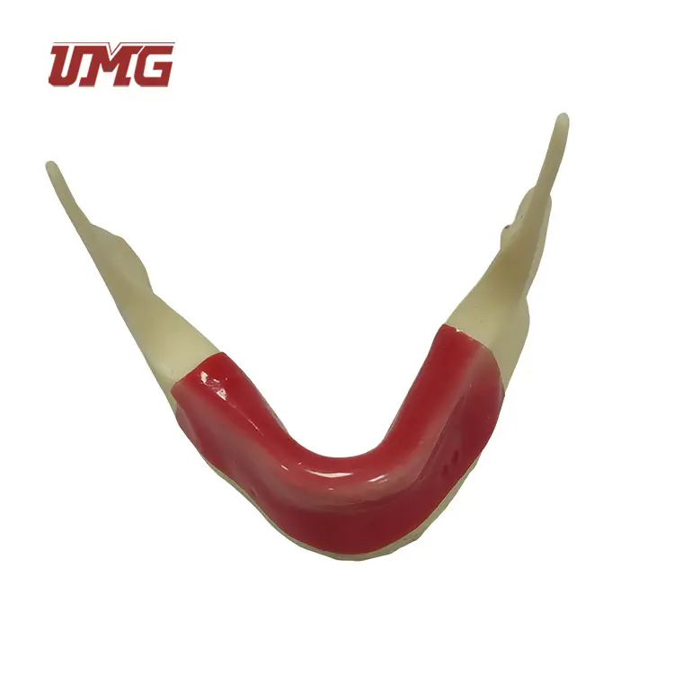 Modello dentale modello mandibolare Jaw con Silicone per la pratica del dentista