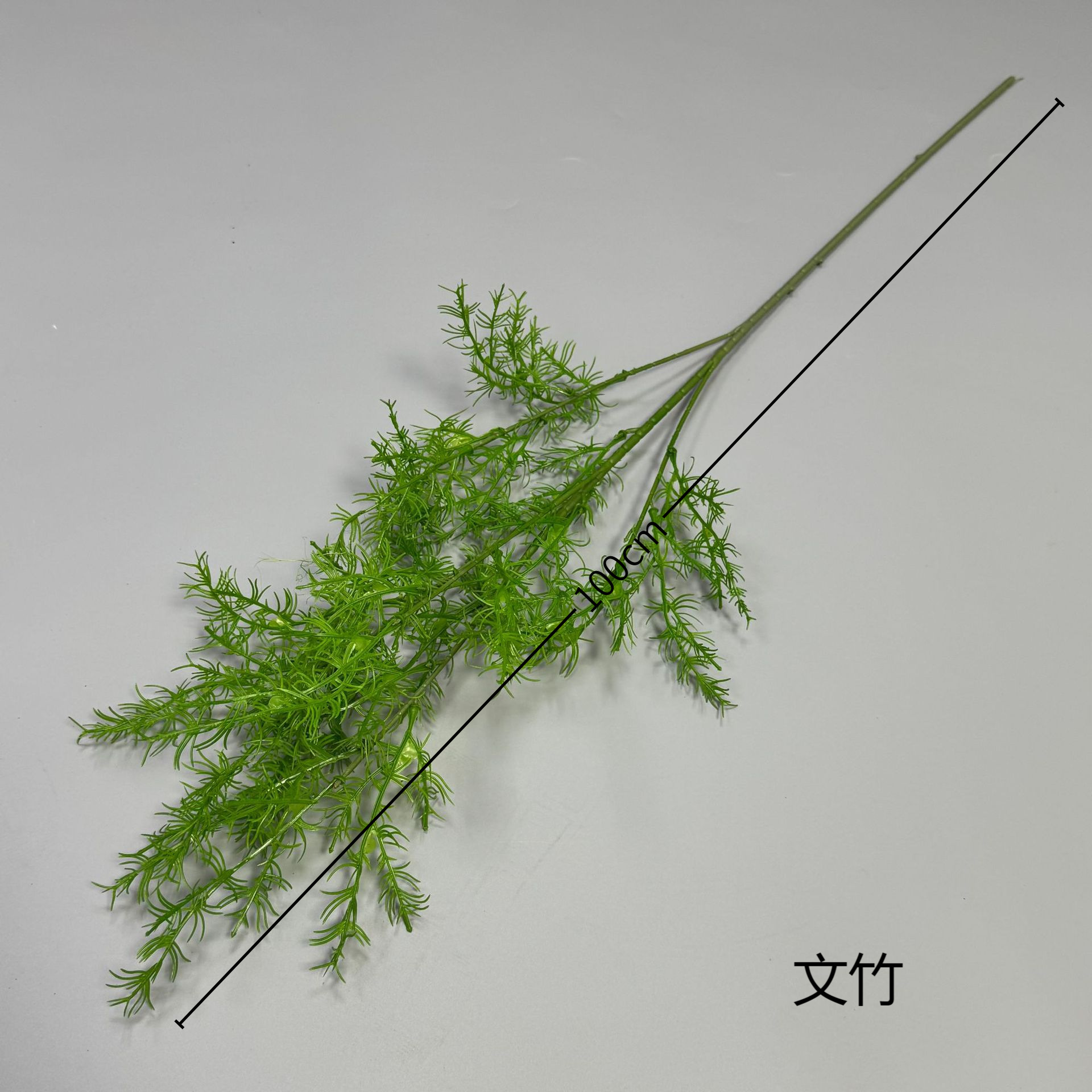 Fougère d'asperge vert clair