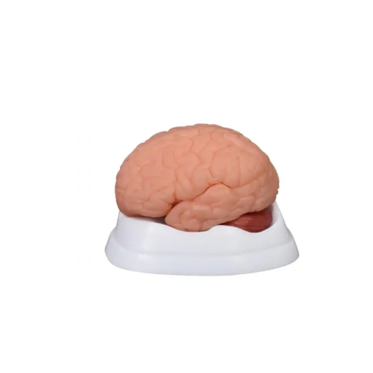 Medical New Style Anatomatical 3D Silicone Rubber Human Brain Model