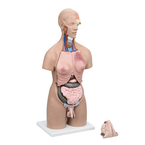Gelsonlab Anatomical <strong>Human</strong> Torso Model 55cm with 20 Parts with Opening on the <strong>Back</strong> - Product Image 6