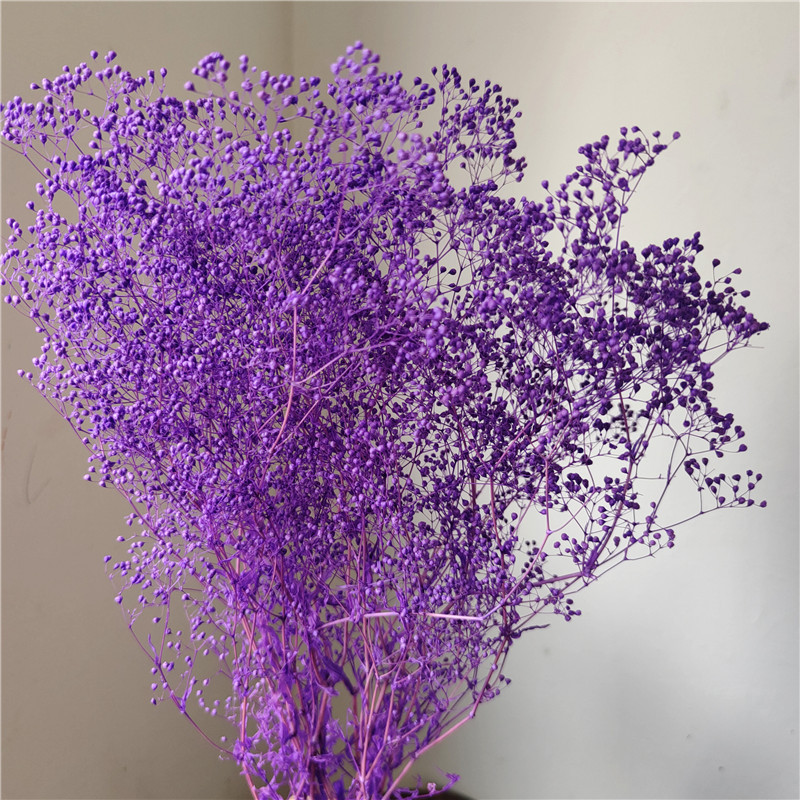 Pourpre