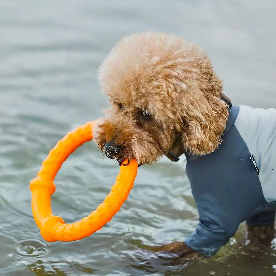 LaRoo Offre Spéciale Training Dog Bite Pull Ring Pet Plate Toy EVA Foam Bite Resistant Dog Chew Toys for pet shop