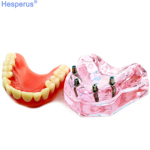 Natural Large Standard <strong>Tooth</strong> Model for Brushing Training and Practice Dental Model - Product Image 2