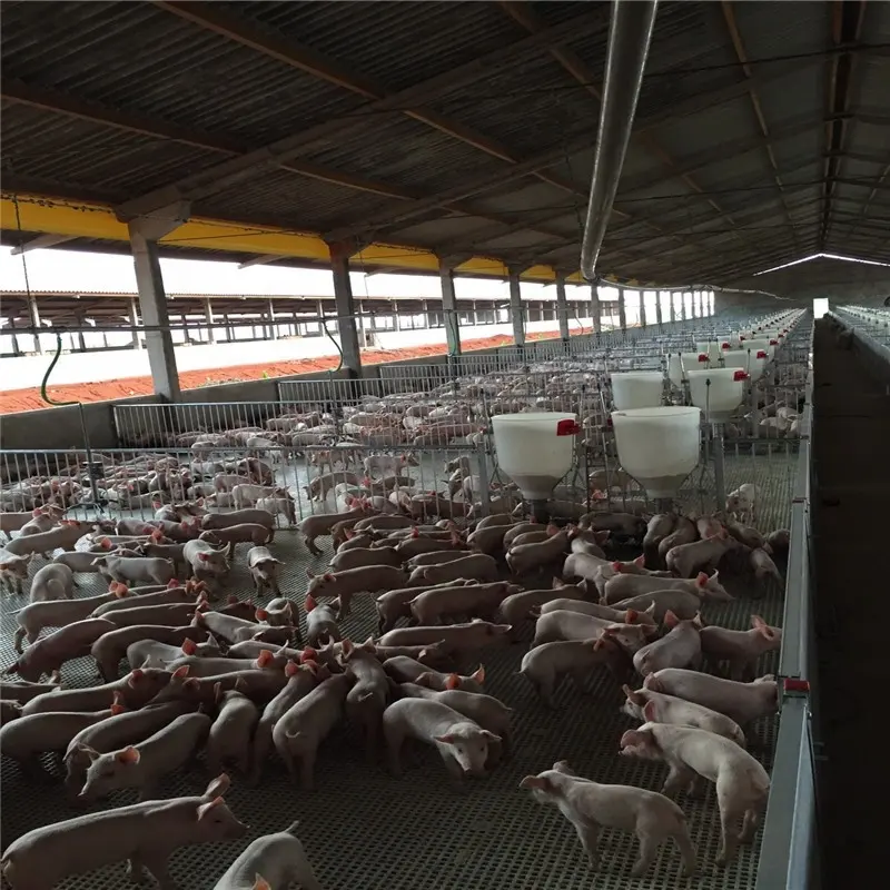 Gaiolas de animais 2020 novo design de berçário para porcos, equipamentos de agropecuária