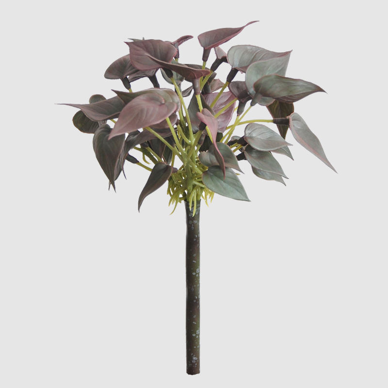 Red aglaonema leaf-red