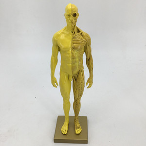 30cm Resin Anatomy Model Artistic CG Drawing Sculpture for Fine <strong>Arts</strong> and Medical School Teaching Muscle and Skeleton Structure - Product Image 3