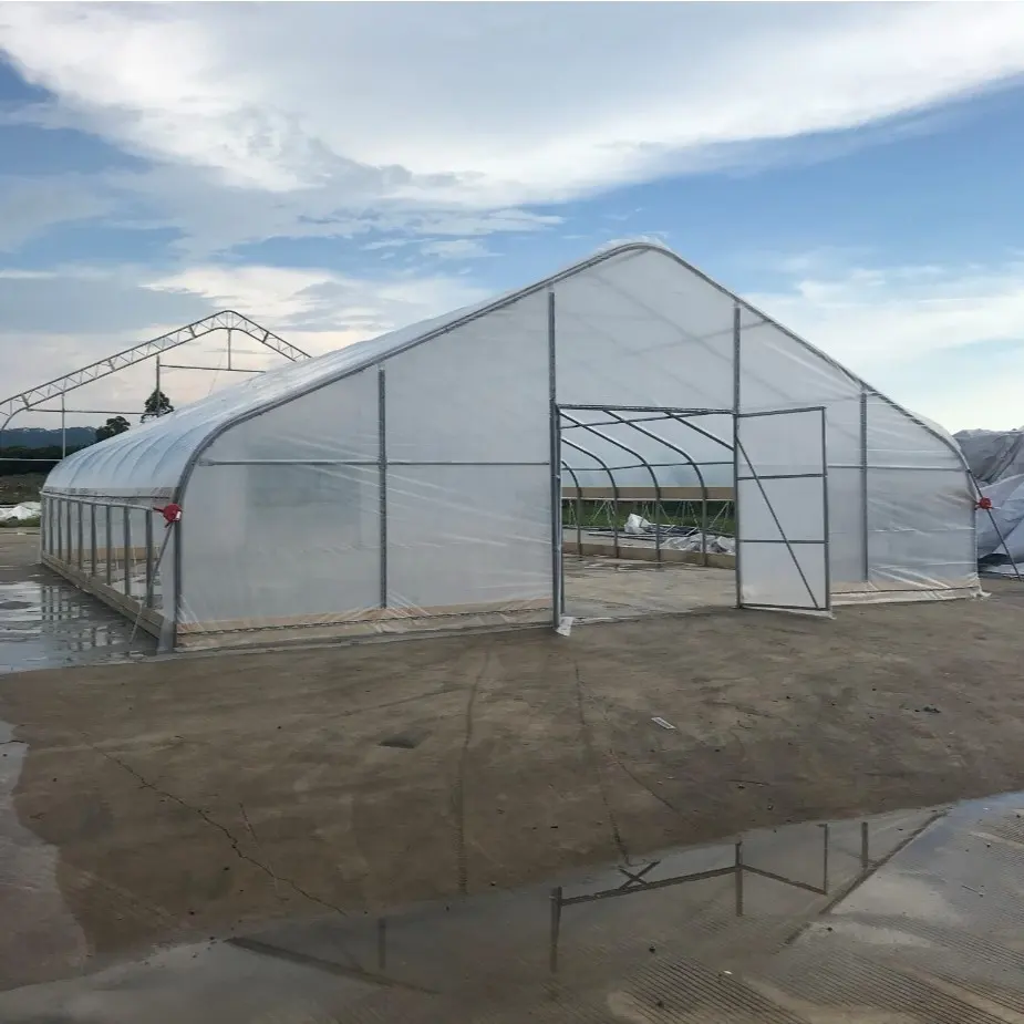 Preço direto de fábrica tmg 25ftx100ft boa qualidade prateleira de chuva agrícola eva crescer tenda estufa