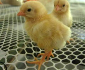 Fabrik preis Huhn Grün HDPE Kunststoff Flach netz Balkon Schutz Sicherheits netz Hühner zucht Mesh Gartenzaun Rolle - Product Image 2