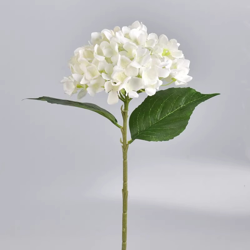 hortensia blanca