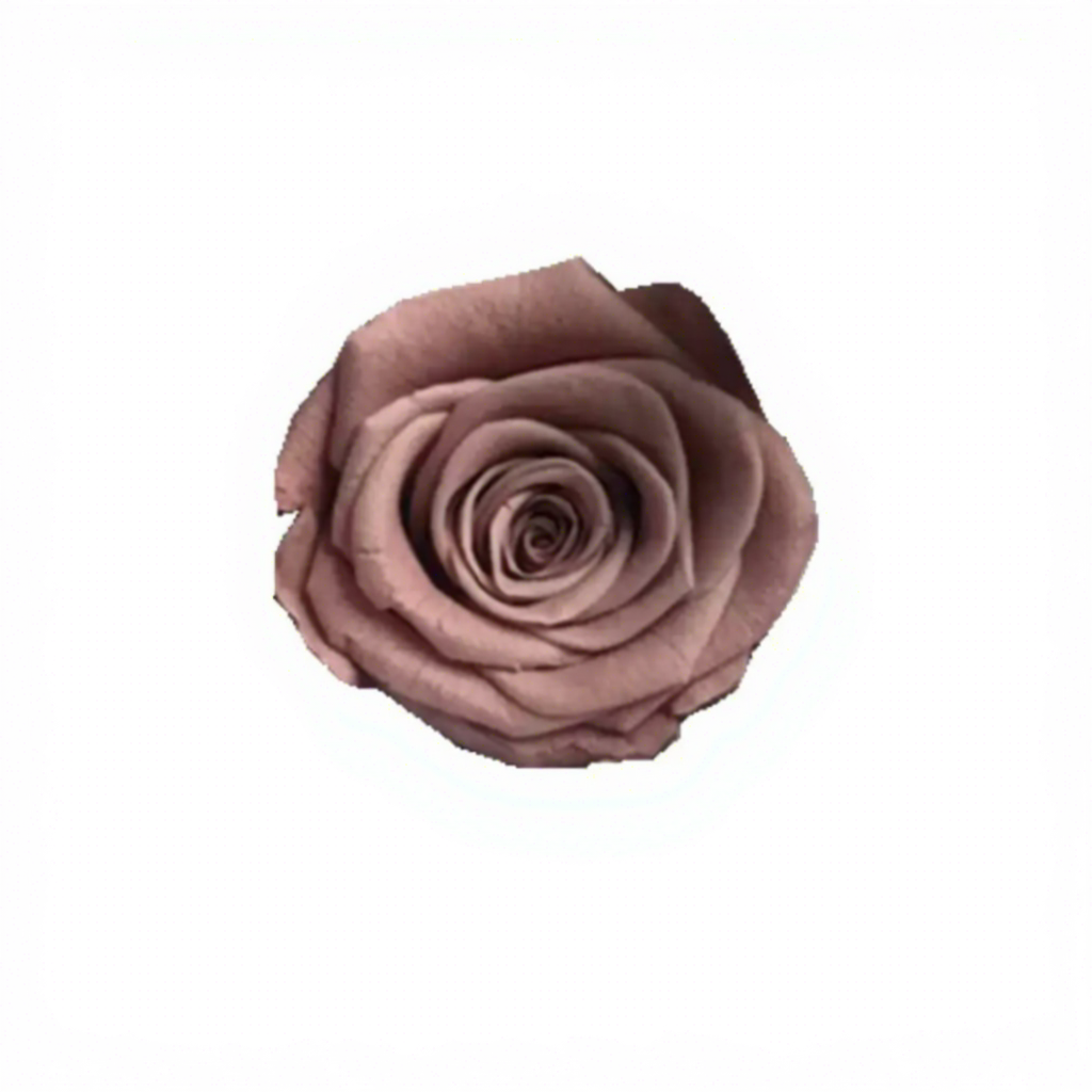 Rosa Ambra Grado B