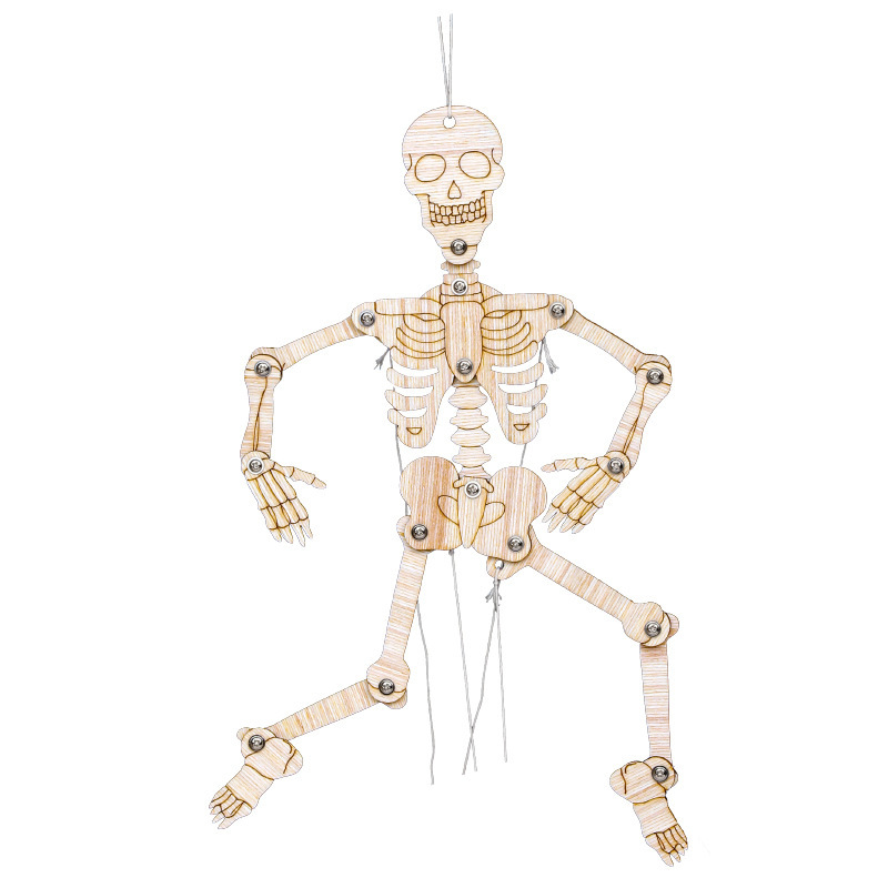 human body structure