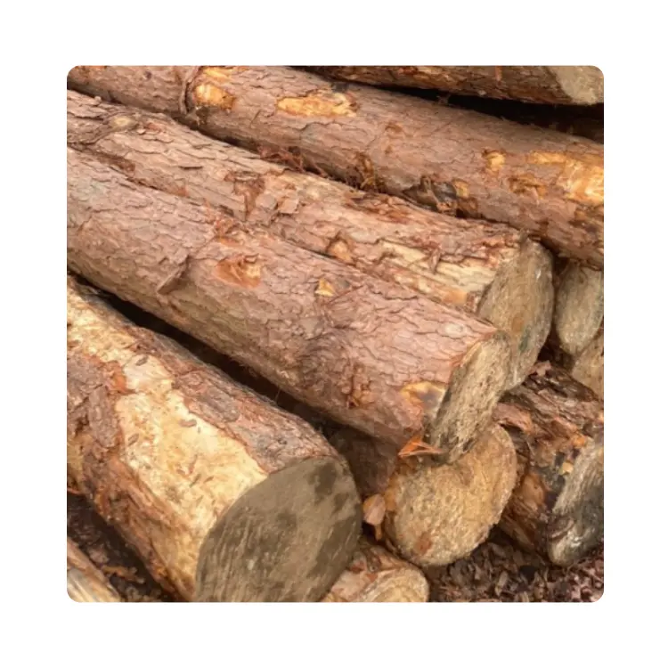 Madera de teca Personalizada 100% Madera de pino cruda Troncos al por mayor Mejor precio Troncos redondos de alta calidad para la venta Hecho en Vietnam