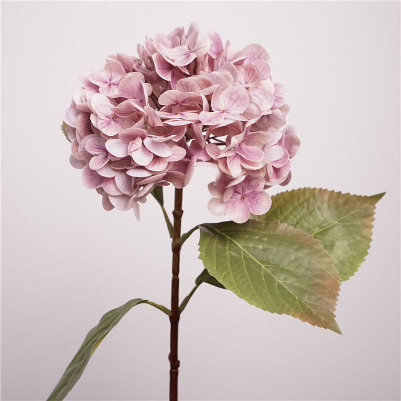 Hydrangea athens-dark purple