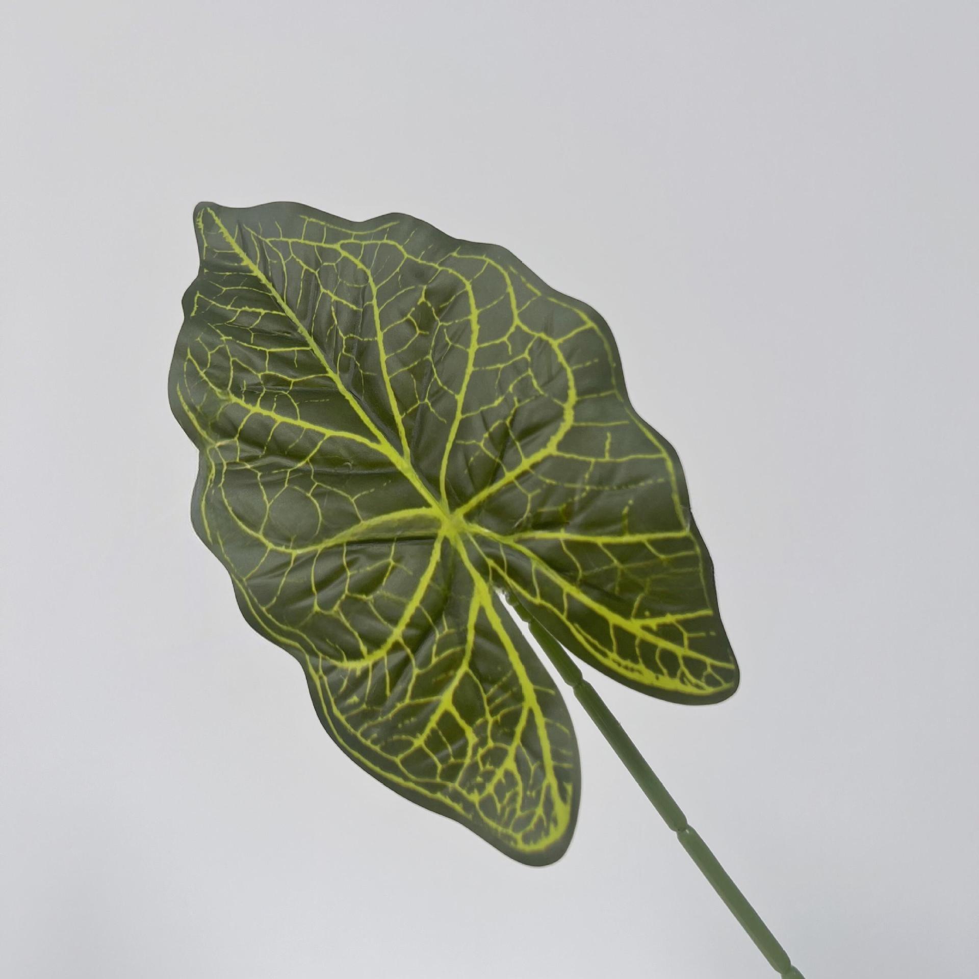 Alocasia verde deja un