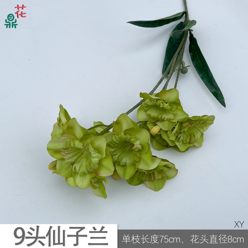 Orchidée féerique à 9 têtes XY verte