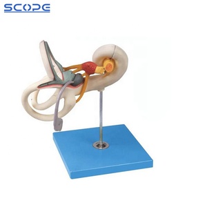 SC-A1057 insan kulak anatomisi öğretim İç kulak labirent büyütülmüş anatomik modeli - Product Image 5