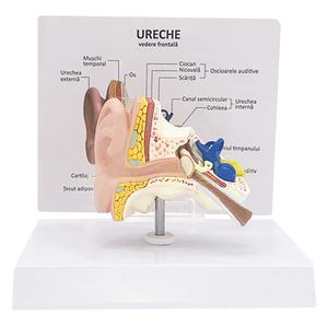İnsan anatomisi tipi 1:1 yaşam boyutu PVC simülasyon insan kulak modeli masaüstü kulak modeli eğitim için - Product Image 1