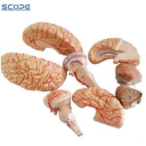SC-A1049 Human Brain Cerebrovascular Cerebroarterial <strong>Nerve</strong> Artery Anatomical Model Brain Model with Artery and <strong>Nerve</strong> - Product Image 4