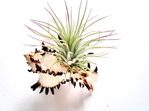 Air Plant Sea Shell Holder Planter Terrarium <strong>Murex</strong> Sea Urchin Snail Shell Container Beach Garden Wedding Decor Birthday Gifts - Product Image 4
