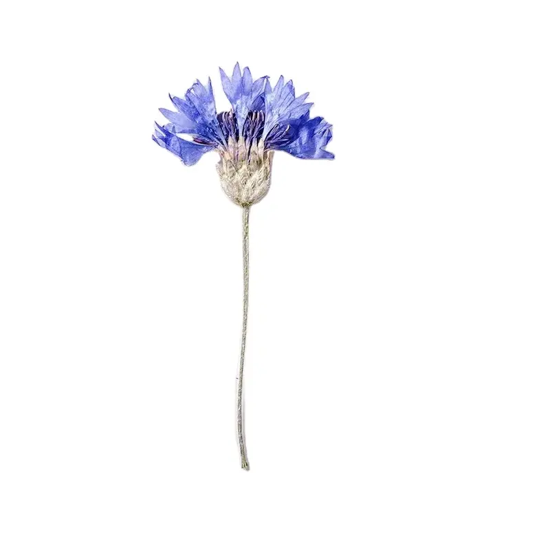 MNR 2030 naturale di colore blu fiori secchi fiori per la decorazione artigianale