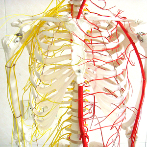 Laboratuvarı öğretim modelleri İnsan 170cm İnsan İskeleti ana arterler ve Spinal sinir iskelet PVC - Product Image 2
