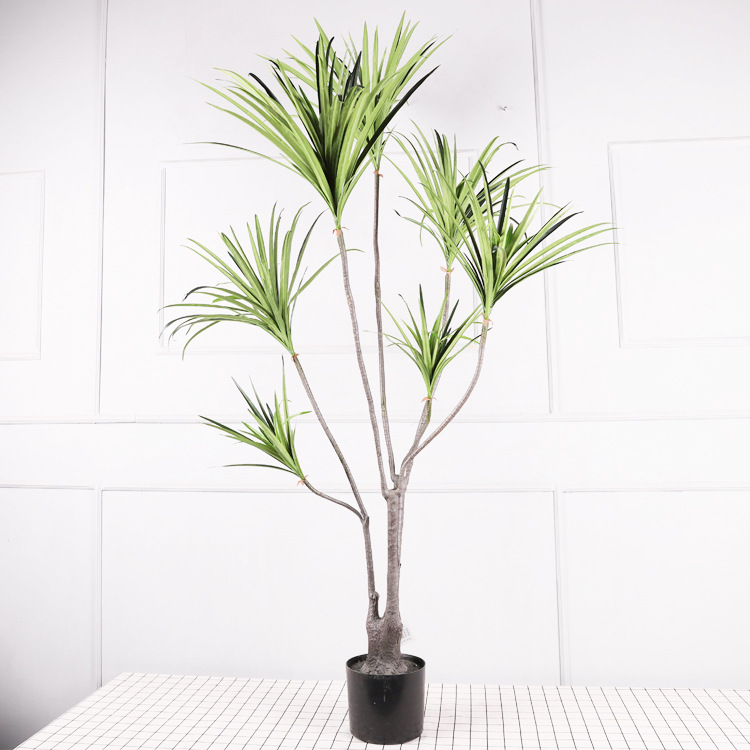 Cycas de 1,20 mètre avec des feuilles vertes.
