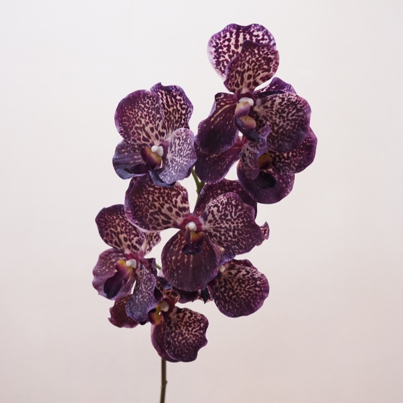 Café violet orchidée Bandai au toucher