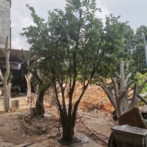 Realistic Style Artificial <strong>Tree</strong> Fake Ficus <strong>Tree</strong> for Indoor Outdoor Wedding Decoration - Product Image 5