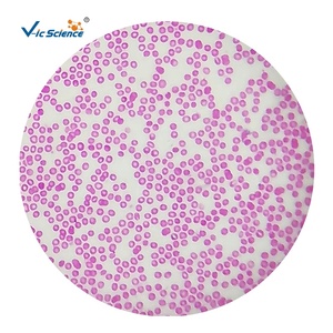 Microscopio biológico básico, juego de diapositivas preparadas, diapositivas de microscopio de enseñanza para la ciencia médica - Product Image 4