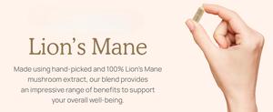 Wholesale Organic lion Mane Mushroom Extract, Can Enhance Cognitive and <strong>Immune</strong> <strong>System</strong> <strong>Function</strong> a Vegetarian Supplement