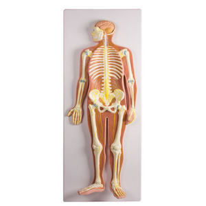 YA/N011แบบจำลองทางกายวิภาคของระบบประสาทมนุษย์แบบจำลองระบบประสาท - Product Image 6