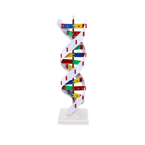 Modelo de estructura de dna de plástico ligero, 3d, duradero - Product Image 1