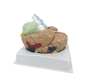 Modello cerebrale funzionale e regionale - Product Image 2