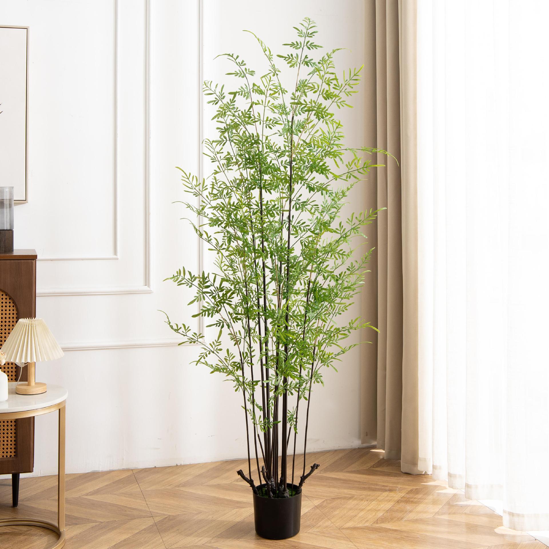 Ginseng Warabi Kurika 180cm