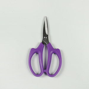Viola