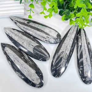 Venta al por mayor de fósiles de trilobites largos naturales de alta calidad con hermosos patrones para la decoración de la habitación - Product Image 1
