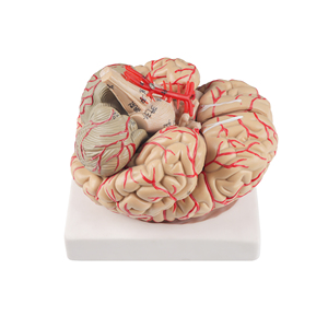 PVC in plastica modello di anatomia del cervello umano con funzione cerebrale Area & colore del nervo cranico visualizzazione struttura dell'arteria - Product Image 2